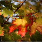 Herbst-Ahorn-Blatt