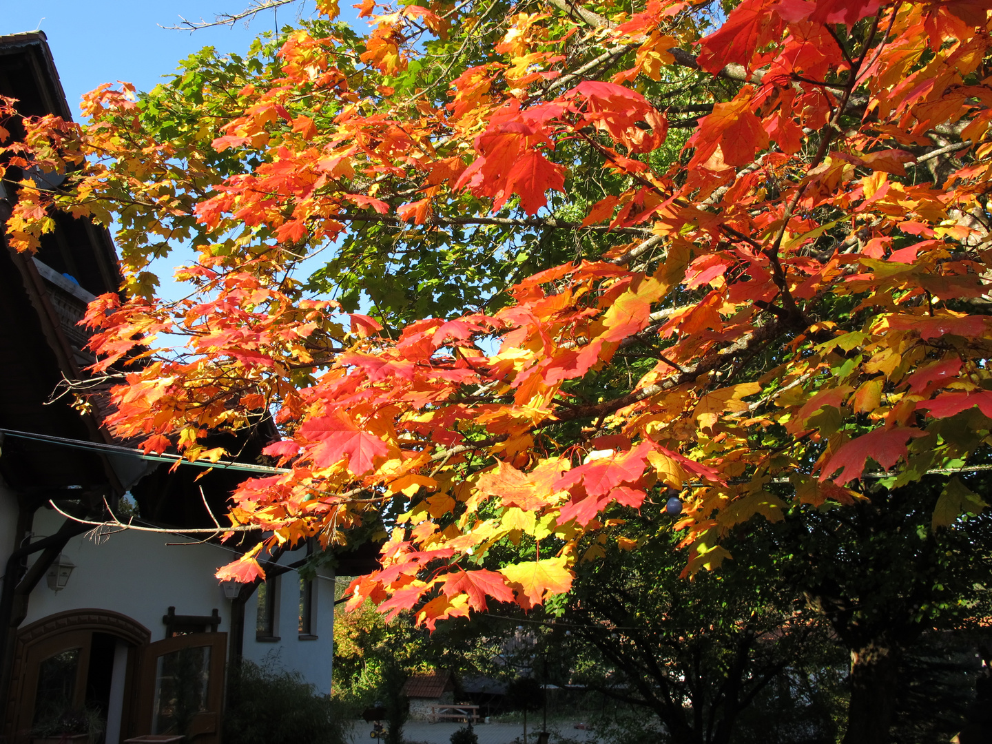 Herbst - Ahornbaum