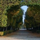 HERBST ALLE IN SCHÖNBRUNN-2