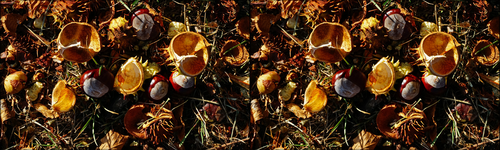 Herbst - alle Kastanien liegen am Boden  (3D-II - View)