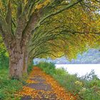 Herbst-Allee