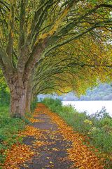 Herbst-Allee