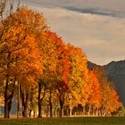 Herbst-Allee