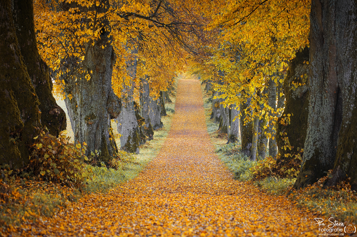 Herbst-Allee