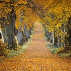 Herbst-Allee