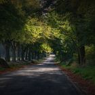 Herbst-Allee