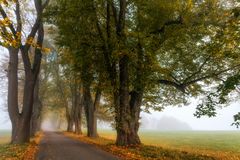 Herbst Allee