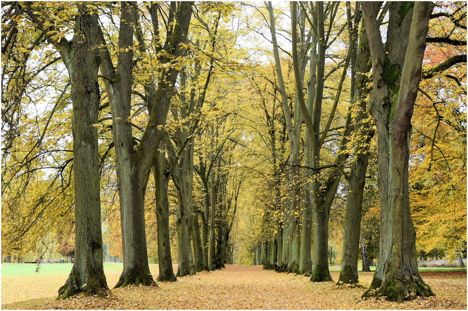 Herbst- Allee