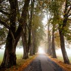 Herbst Allee