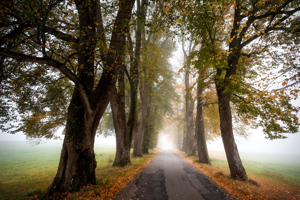 Herbst Allee Foto & Bild deutschland, europe, bayern Bilder auf