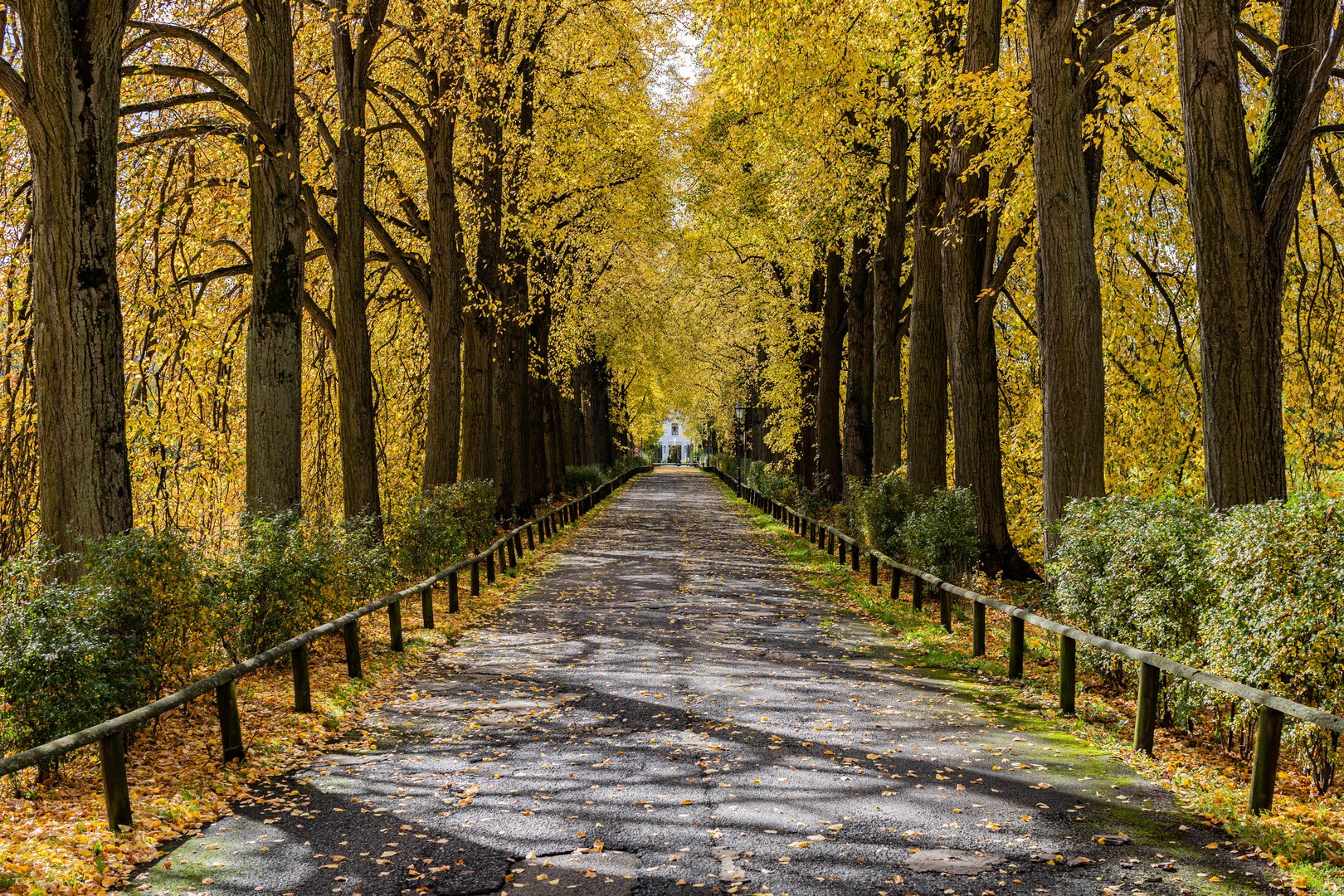 Herbst Allee 