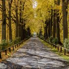 Herbst Allee 