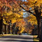 Herbst Allee