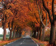 Herbst-Allee..