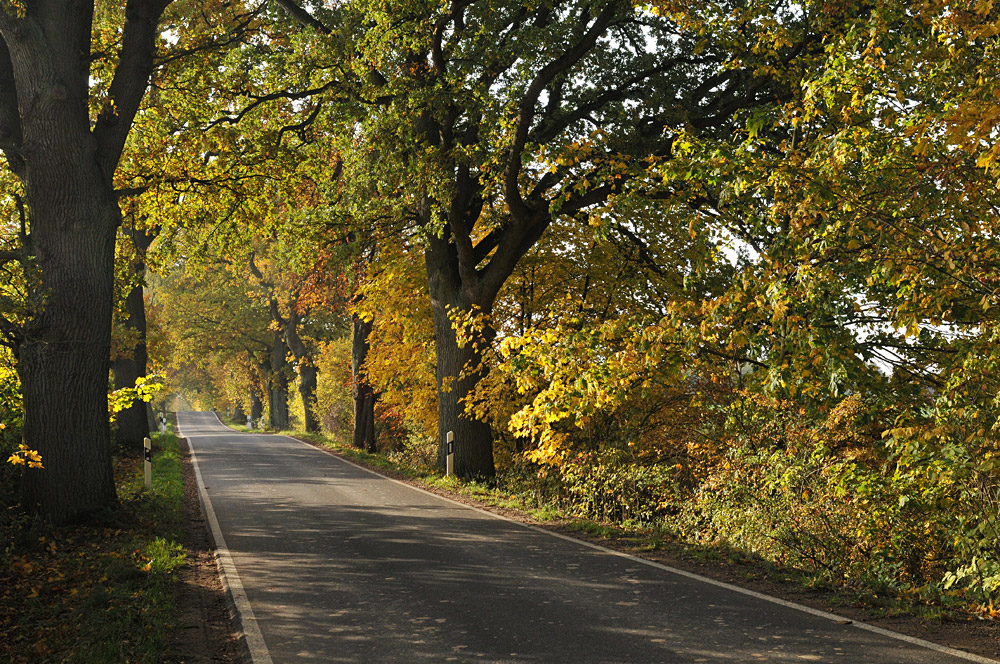 Herbst – Allee