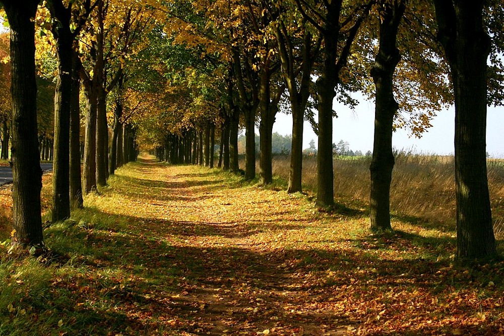 Herbst-Allee