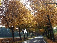 Herbst-Allee