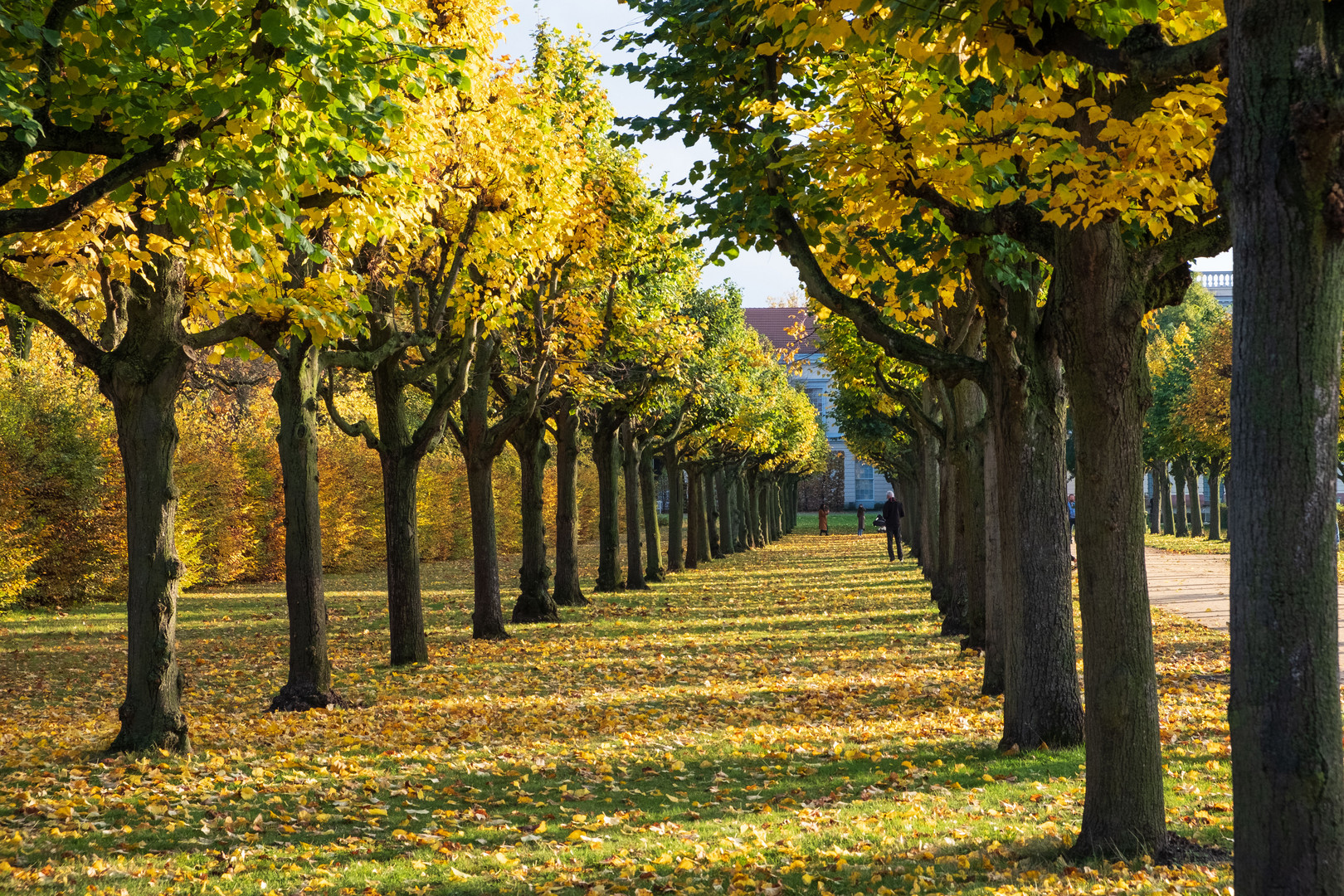 Herbst Allee 