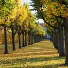 Herbst Allee 