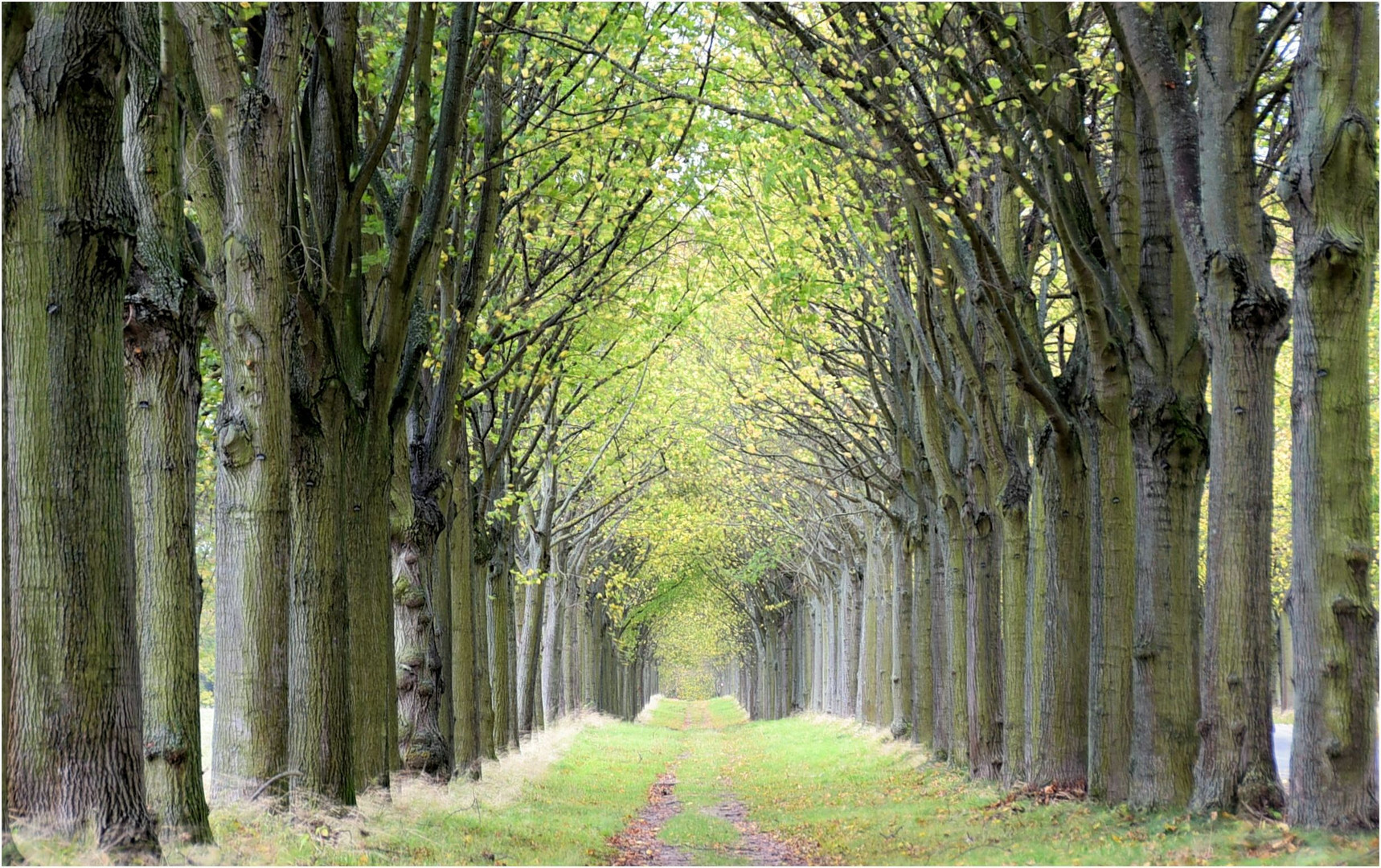 Herbst Allee Foto & Bild landschaft, alleen, bäume Bilder auf