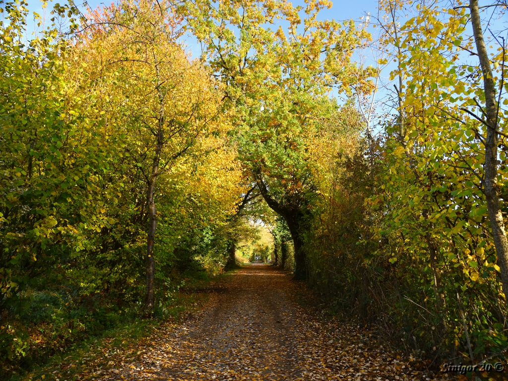 Herbst Allee