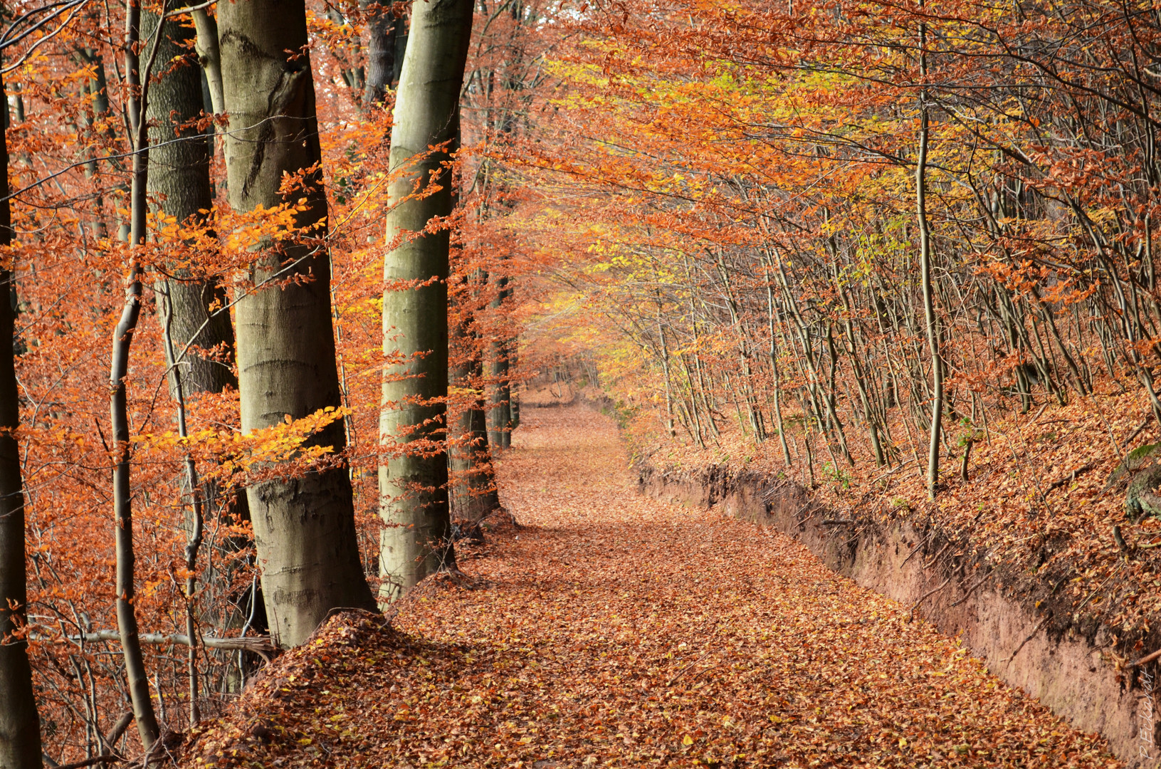 "Herbst Allee"