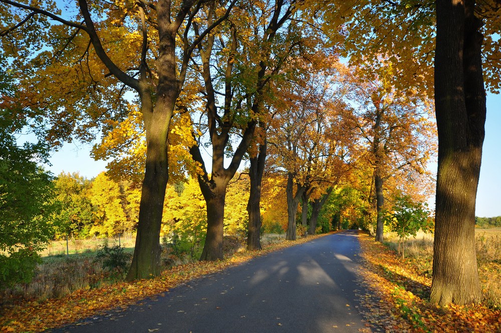 Herbst-Allee.....