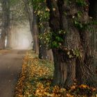 Herbst Allee II