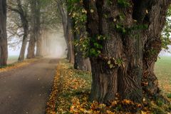 Herbst Allee II