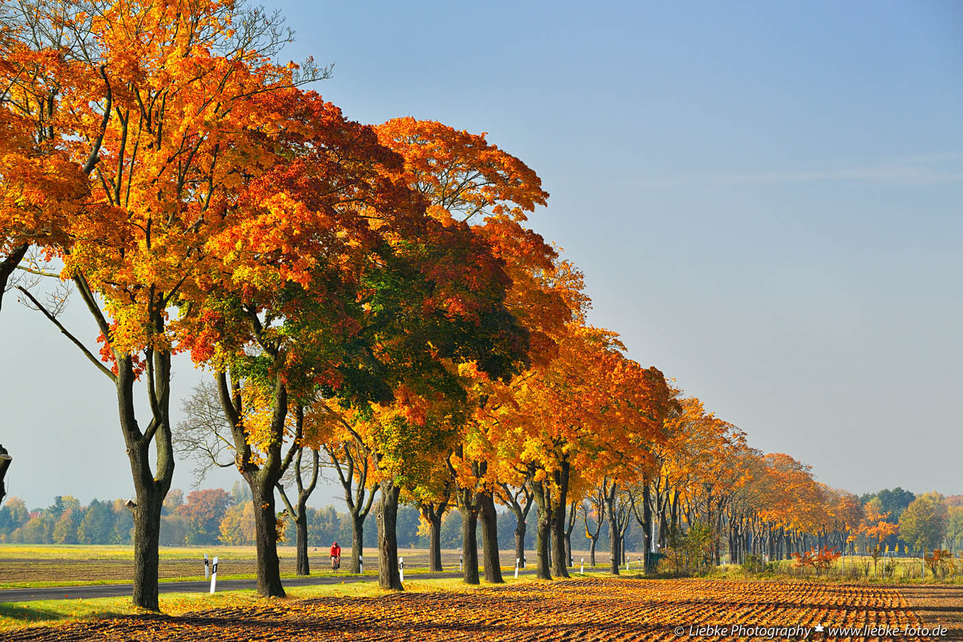 Herbst - Allee im Barnim