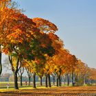 Herbst - Allee im Barnim