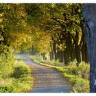 Herbst-Allee in Hessisch-Sibirien