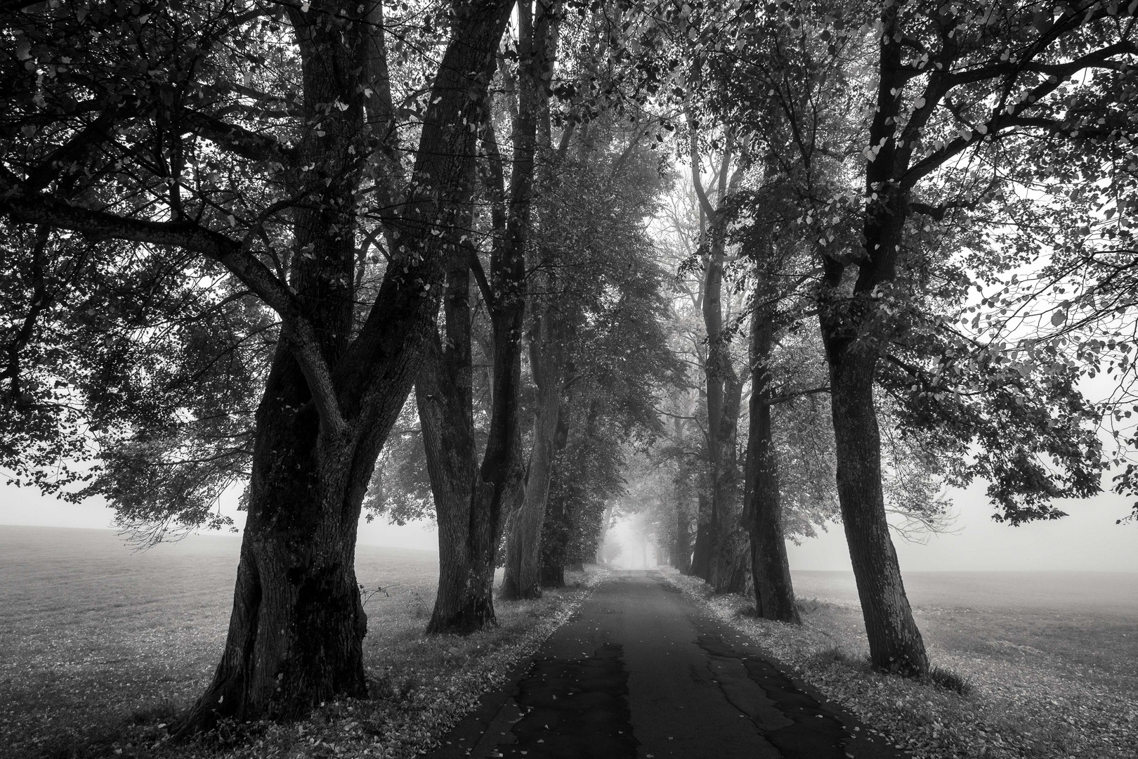 Herbst Allee (sw)