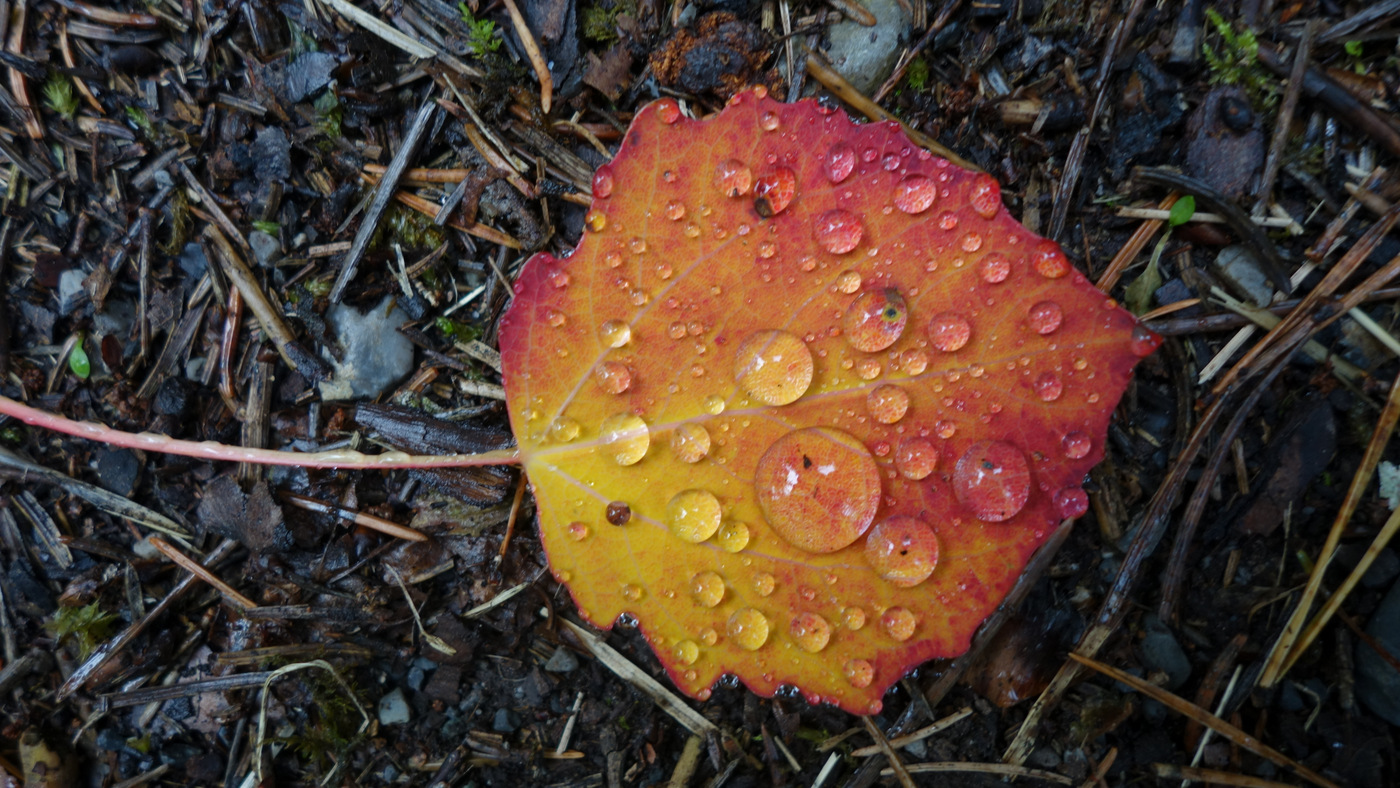 Herbst - alles vergeht