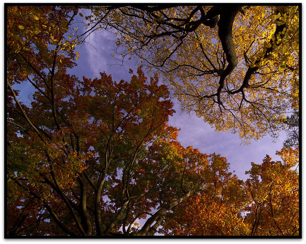 Herbst: Als die Blätter noch schön bunt waren.