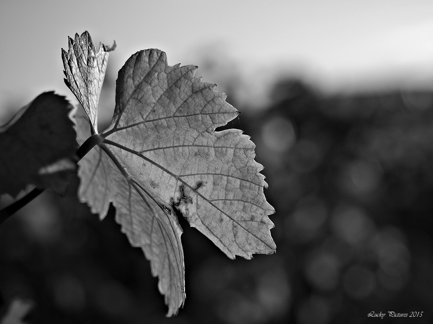 Herbst als Farblosversion