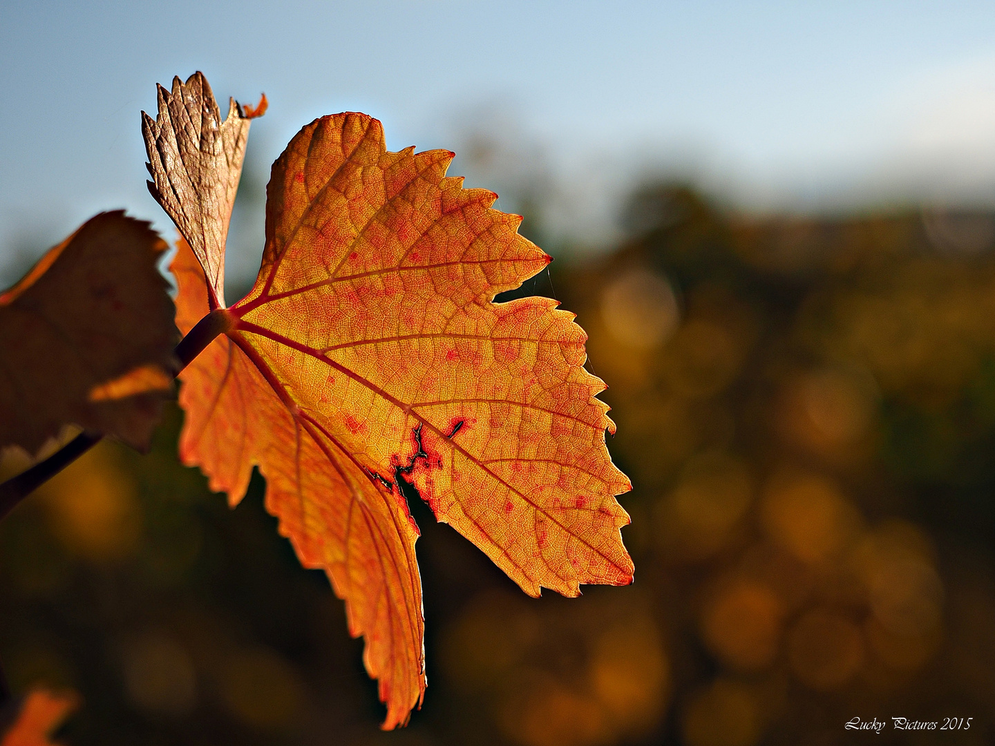 Herbst als Farbversion