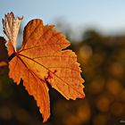 Herbst als Farbversion