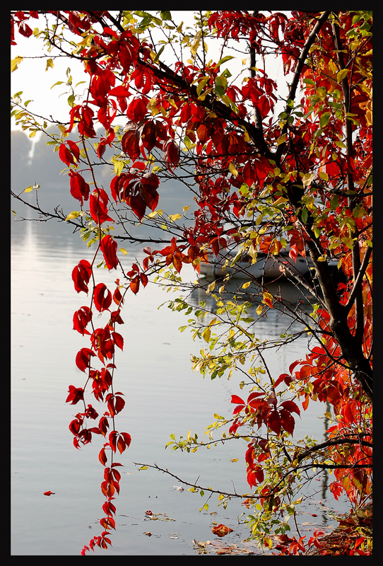 Herbst ~ Alte Donau