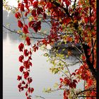 Herbst ~ Alte Donau