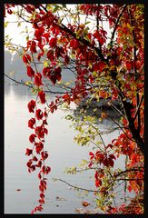 Herbst ~ Alte Donau