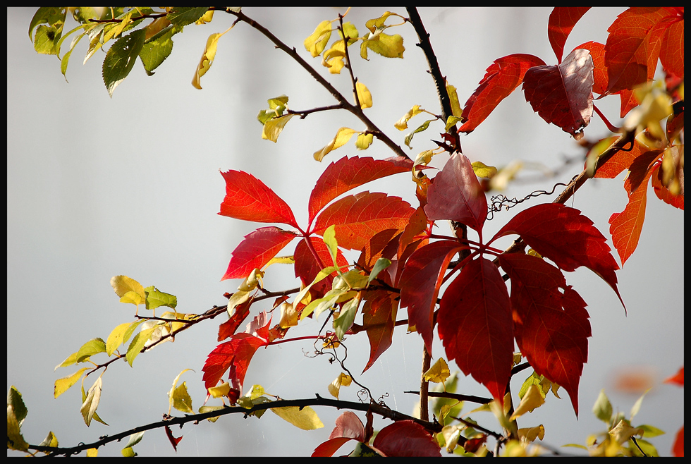 Herbst ~ Alte Donau II