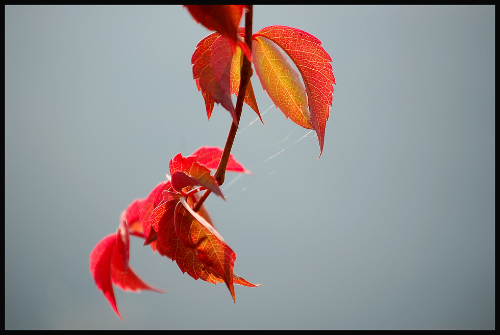 Herbst ~ Alte Donau III