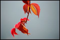 Herbst ~ Alte Donau III