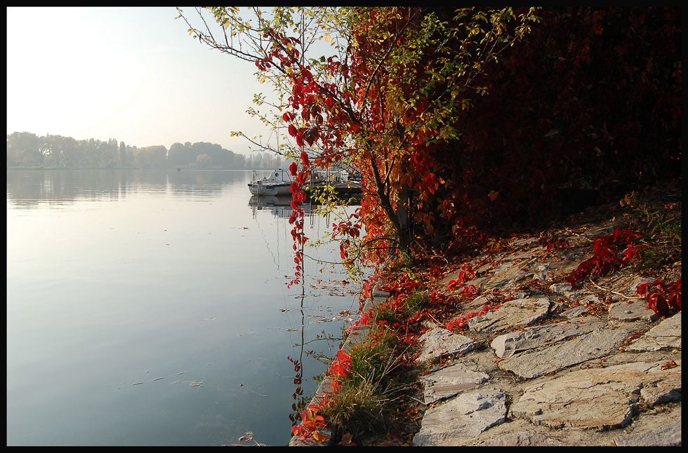 Herbst ~Alte Donau IV