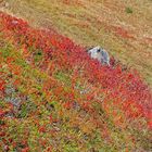 Herbst am 11er im Stubaital