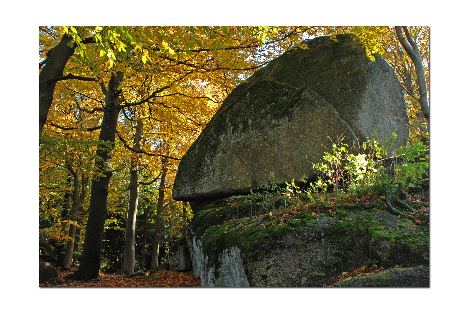 Herbst am 50. Breitengrad