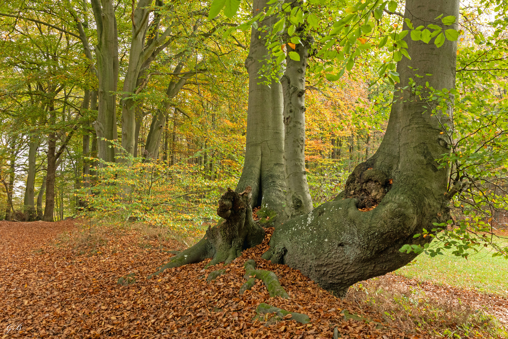 Herbst am Aachener Landgraben