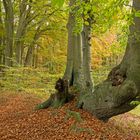 Herbst am Aachener Landgraben