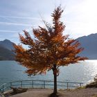 Herbst am Achensee